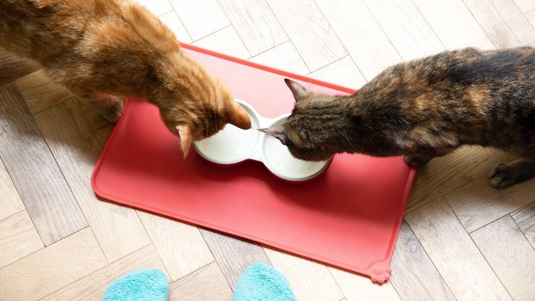 Feeding sales older cats